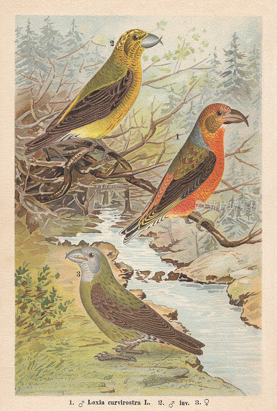 红crossbill (Loxia curvirostra)，色版画，出版于1896年